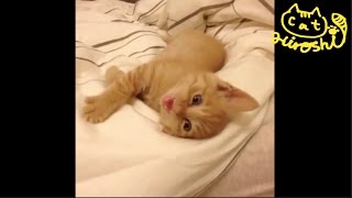 茶トラ子猫「ひろし」夜ベッドでまったり中～　癒されます。Super Cute Cat Hiroshi relaxing on bed