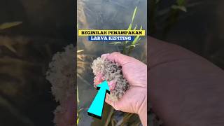 Beginilah penampakan larva kepiting. #infosatwa #shorts