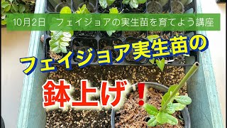 10月2日に行った「フェイジョアの実生苗を育てよう講座」を動画で再現！フェイジョア実生苗の鉢上げ！！