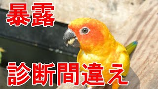 【鳥】獣医師が教える犬と猫の病院で゛鳥゛を診療してもらった結果・・・