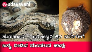 Hunasur :ಒಂದಲ್ಲ, ಎರಡಲ್ಲ ಬರೋಬ್ಬರಿ 60 ಮರಿಗಳಿಗೆ ಜನ್ಮ ನೀಡಿದ ಮಂಡಲದ ಹಾವು |Russell's viper | Udayavani