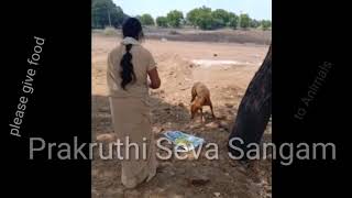 దయచేసి ఆహారం ఇవ్వండి ముగ జీవాలకు ! Please feed food ! Prakruthi Seva Sangam...