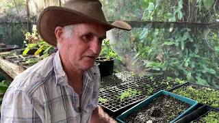 Philodendrons - hand pollenating and producing seeds