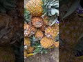 🚨🍍 why i bought 20 ripe pineapples the ultimate health optimization hack 🍍 🔥