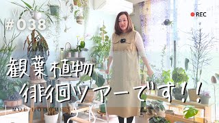 【植物徘徊ツアー】植物をただ眺めるだけの動画（Vlog/038）