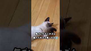 【猫】まだ子猫の時🐱#猫 #シャムミックス #shorts