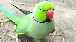 Parrot Talking Video Super Parrot Happy