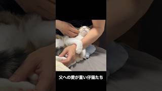 父への愛が重い仔猫たち #子猫 #猫 #cat #保護猫 #猫のいる暮らし #kitten