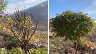 بڕینی داری تەسبیح ، سەبەح بەح ، التسبيح ، سبحبح #rahelaziz #youtube #agriculture #زراعة #plants