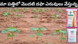 మా #పత్తిలో మొదటి దఫా #ఎరువులు వేస్తున్న_cotton fartilizers - 2024!