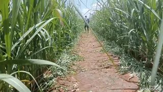 sugarcane planting 6,feet #ஆறு அடி பார் அமைத்து கரும்பு சாகுபடி செய்யதல்