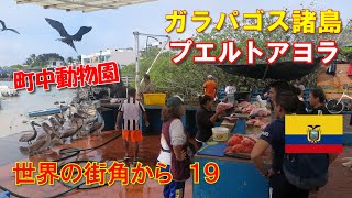 #36【エクアドル・ガラパゴス諸島　プエルトアヨラ】ー世界一楽しい魚市場ー Puerto  Ayora, Galápagos Islands, Equador（世界の街角から19）