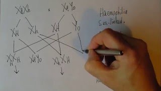 Genetics 7, Sex linked inheritance and haemophilia