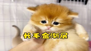 出生34天的小奶猫都是什么色号的？