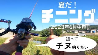 夏だ！チニングリベンジ！（2023年6月上旬）【舞鶴湾・由良川・宮津】