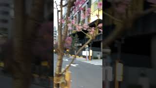 日本橋の桜