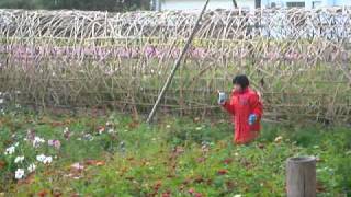 和平社區花園竹風車竹隧道花海人海(2)[寒竹先生].MOV