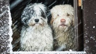 47 weather-related criminal citations issued to pet owners over two days