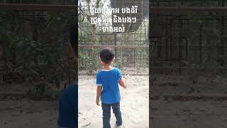 មើលដំរី នៅភ្នំតាម៉ៅ, watch elephant 🐘 at Phnom Tamao #zoo