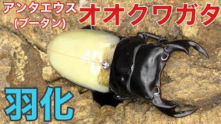 【フルHD高画質】アンタエウスオオクワガタ　羽化【ブータンアンテ】Moment of eclosion（Dorcus antaeus）