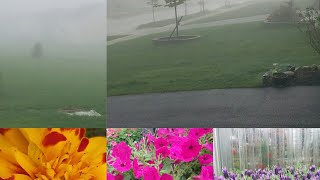 Mist in USA/Nursery 2/ அமெரிக்காவில் நர்சரி/தோட்டம்/thottam