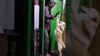 அடேங்கப்பா இது உலக நடிப்பு டா சாமி #dog #comedy #cat