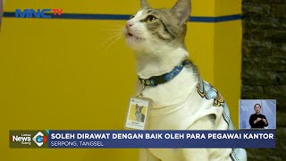 Kucing Liar Bernama Soleh Diangkat jadi Pegawai Kantor Pajak Serpong #LintasiNewsSiang 30/11