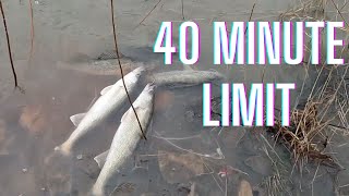 My BEST day WALLEYE fishing ever... (Maumee River 2023)