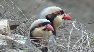 Sesli Keklikler Çatı Petek_163_ مطاردة الحجل Perdiz куроnatka Rebhuhn Partridge Chakor Perdiz パートリッジ