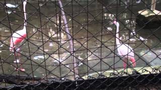 Beautiful Flamingo birds at Arignar Anna Zoological Park, Vandalur, Chennai