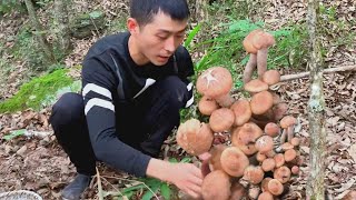 One after another, the blue-headed mushrooms were picked up before the rain