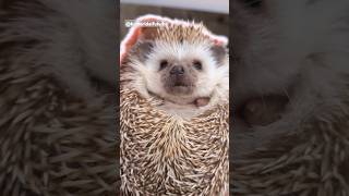 遅刻した時のリアクション #ハリネズミ #動物 #shorts #hedgehog #smallanimal #animals