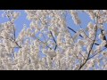 自然の力が生む驚異の大桜 岩手県盛岡市 石割桜