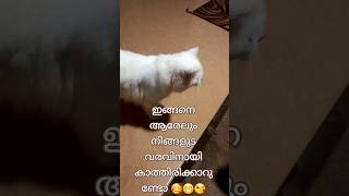 ഇങ്ങനെ ആരേലും നിങ്ങളെ വരവും കാത്തിരിക്കാറുണ്ടോ?? 🥰😁😘#trending #cat #shorts