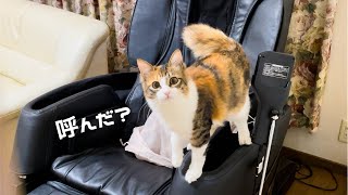 猫がひとりいないので探してみたら意外なところから出てきた。保護猫三毛猫姉妹