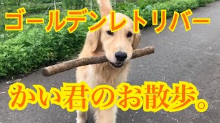 ゴールデンレトリバーかい君のお散歩。