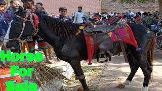 Quality Horse For Sale by Ahmedabad Bakara team