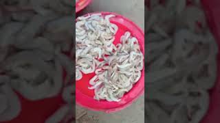 phát hiện chợ này  rất nhiều cá rất ngon