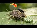 Invasive Eats Invasive: This Samurai Wasp Quietly Hollows Out America's Worst Stink Bug — Uninvited
