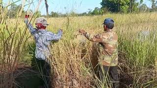 មកបន្តការច្រូតកន្លែងទី4ស្រូវថ្មី