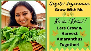 Spinach Harvest | GayatriJayaraman Terrace Garden | How to Grow Keerai (tamil) | Keerai Harvesting