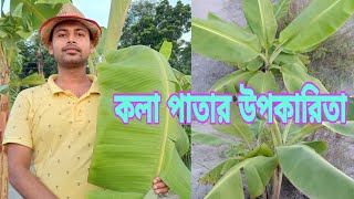 কলা পাতার উপকারিতা | কলা পাতার ভেষজ গুণাগুণ | কলা গাছ | কলা পাতা | কলা | কলা পাতায় কি রোগ ভালো হয়