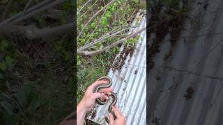 Beefy Eastern Garter Snake Under Tin!