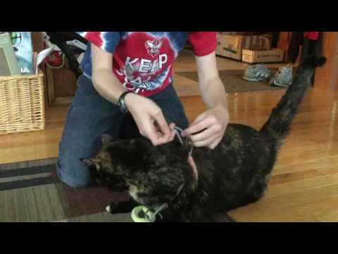 Easy To Make Cat Leash Easy To Make Cat Leash