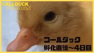 コールダックの孵化→生後4日目まで