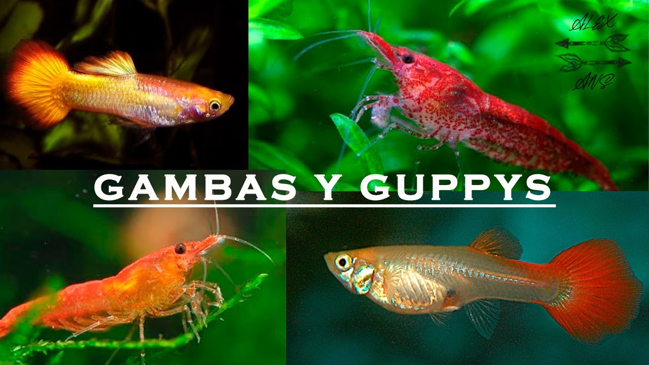 Acuario Lleno De Guppys Y Gambas Bebes - YouTube