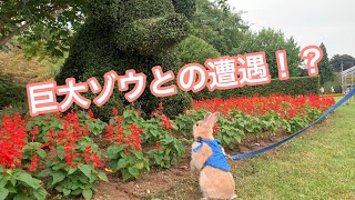 #16② うさぎが巨大ゾウに遭遇して威嚇！？ネザーランドドワーフのピーターラビットぽっけとお花畑でうさんぽNetherlands dwarves  peter rabbit run flower !