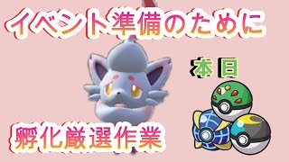 【ポケモンSV】　配布企画のためにヒスイゾロア孵化厳選！毎日10BOX