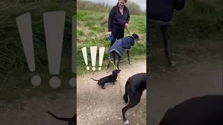 小型犬のダックスが大きな枝をくわえているせいで大型犬のおしりにつっかえてしまい… #ミニチュアダックスフンド #dachshund #shorts