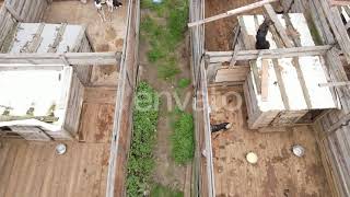 Aerial View of a Shelter for Stray Dogs. | Stock Footage - Envato elements